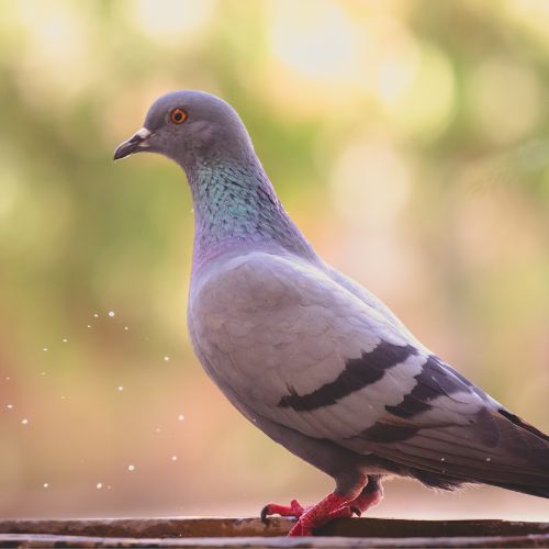 Pigeon Removal Myrtle Beach