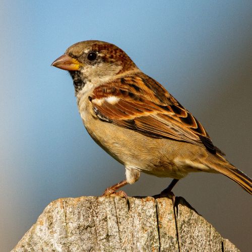 Sparrow Removal Myrtle Beach