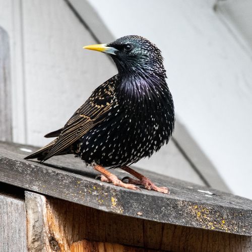 Starling Removal Myrtle Beach - Bird Removal Service