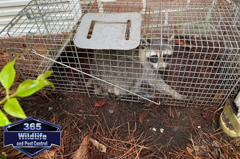 Wildlife Removal - Wildlife Trapping - Myrtle Beach - South Carolina
