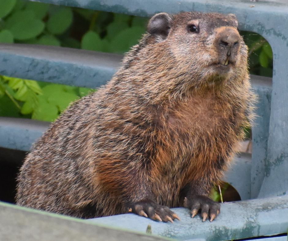365 Groundhog