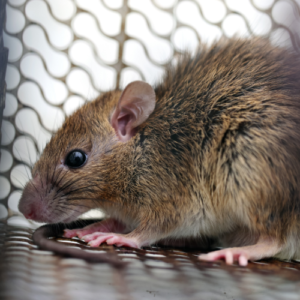 Rat exterminator 365