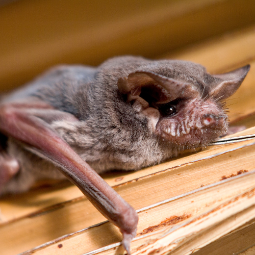 free tailed bat