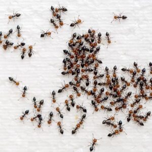 group of many ants on a white background