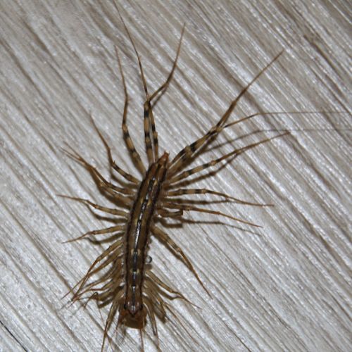 brown house centipede on floor