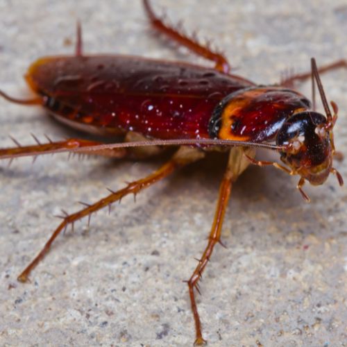 close-up of american cockroach