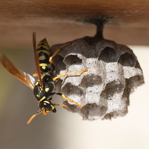 wasp hanging on an upside-down wasp nest