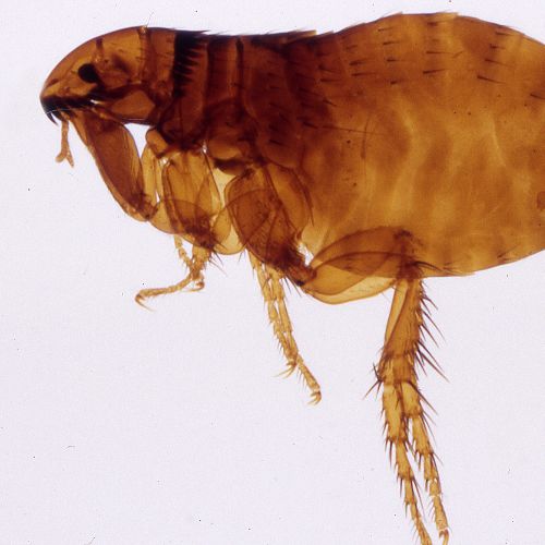 flea one