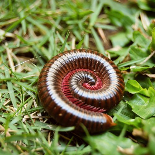 millipede two