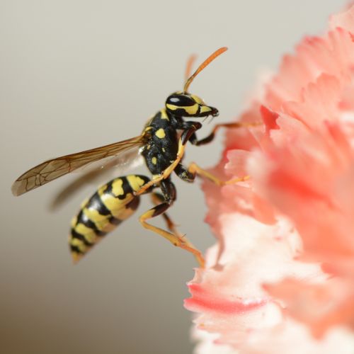 wasps image