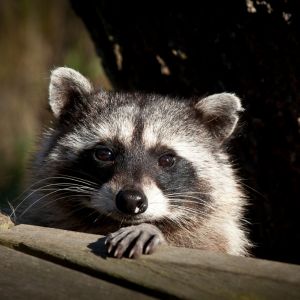 365 dead raccoon removal