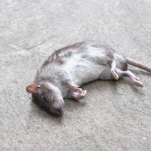 365 dead rat removal