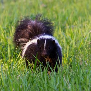 365 dead skunk removal