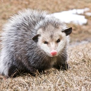 365 opossum in grass