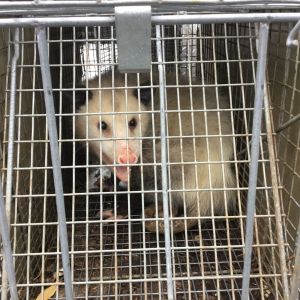 365 opossum in trap