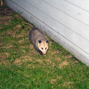 365 opossum near home