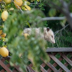 365 opossum on fence near lemon tree e1715018792585