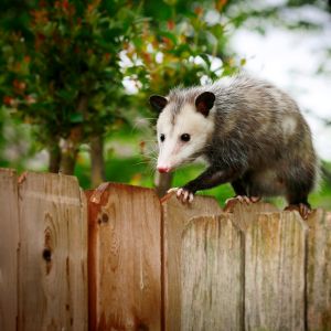 365 opossum on fence