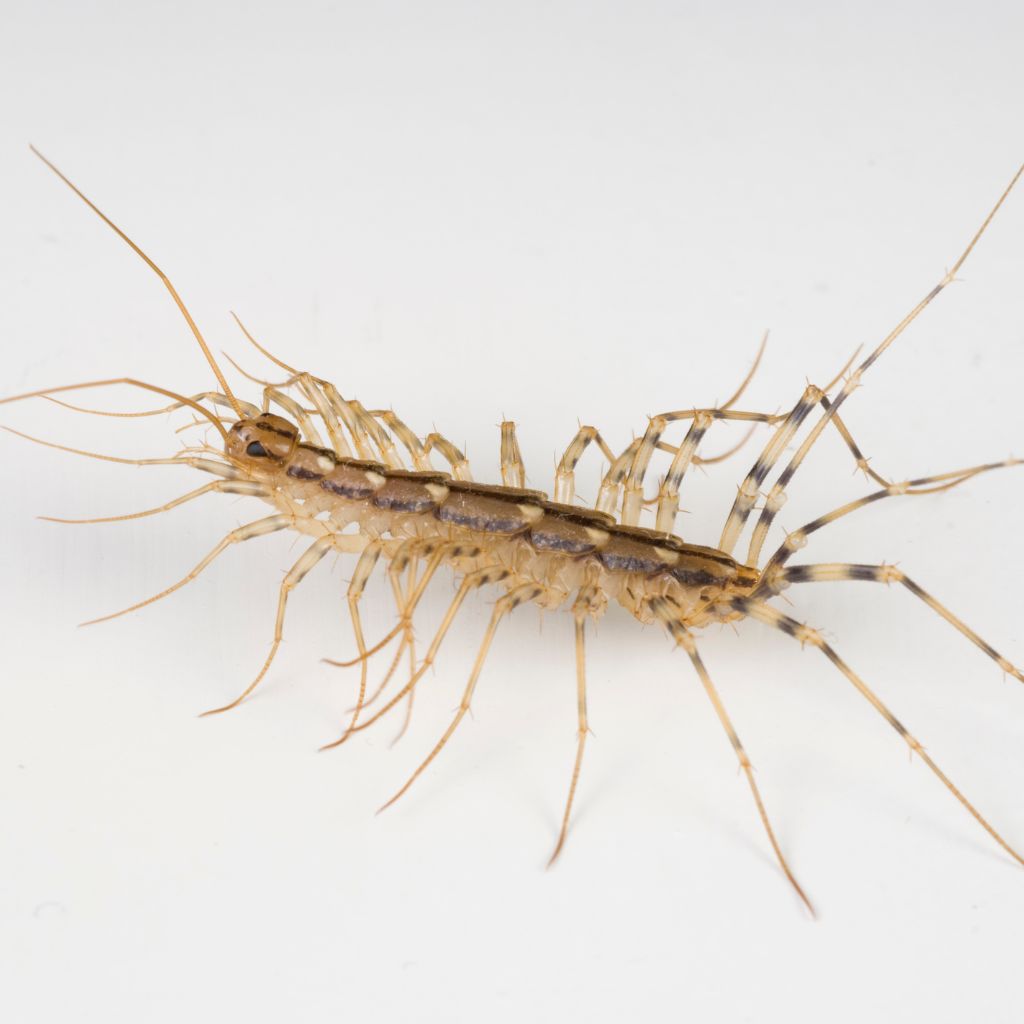 House Centipede