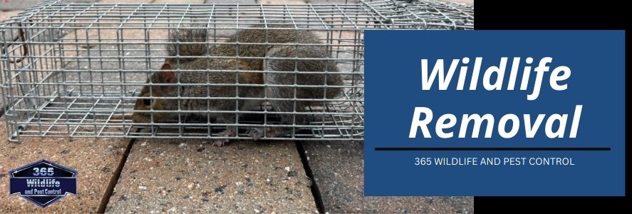 365 wildlife removal hero image