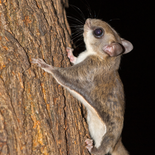365 Southern Flying Squirrel