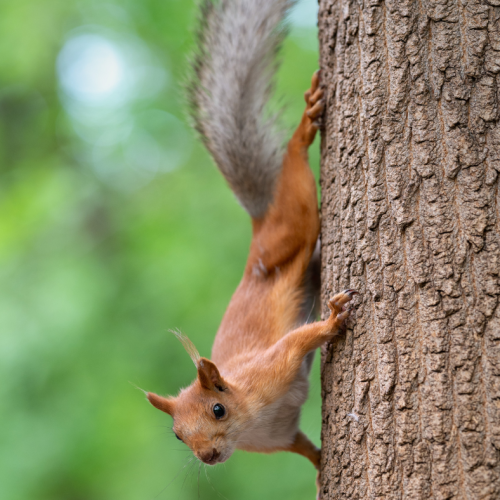 365 american red squirrel