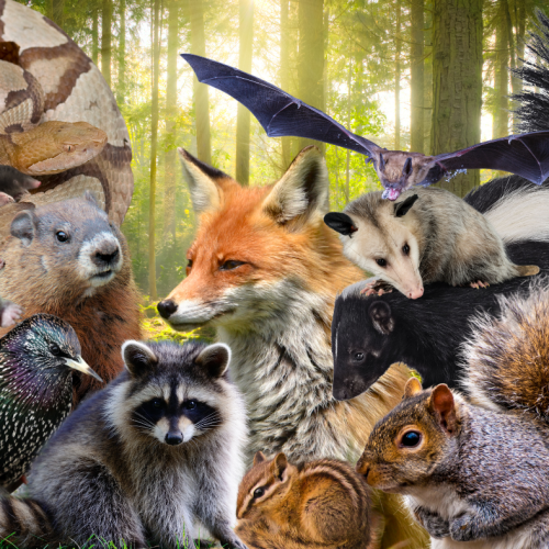 365 wildlife collage