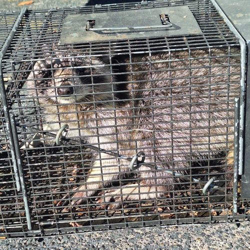raccoon trapping in myrtle beach
